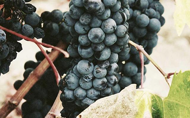 Feria de Santo Tomás — El mercado rural más antiguo de Donostia