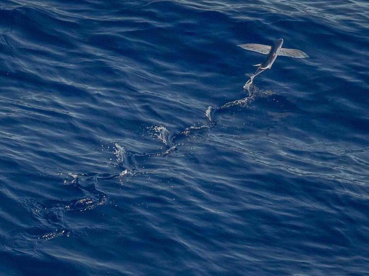 Barra Kaiola, foto 2 de 2